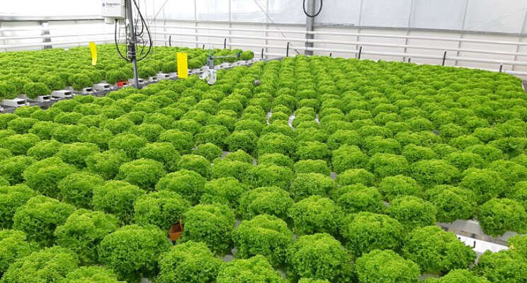 Laatste fase Autonomous Greenhouse Challenge Laatste fase Autonomous Greenhouse Challenge