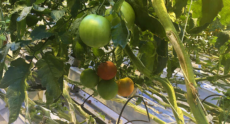 WUR weet Rubisco-eiwit te winnen uit tomatenblad WUR weet Rubisco-eiwit te winnen uit tomatenblad