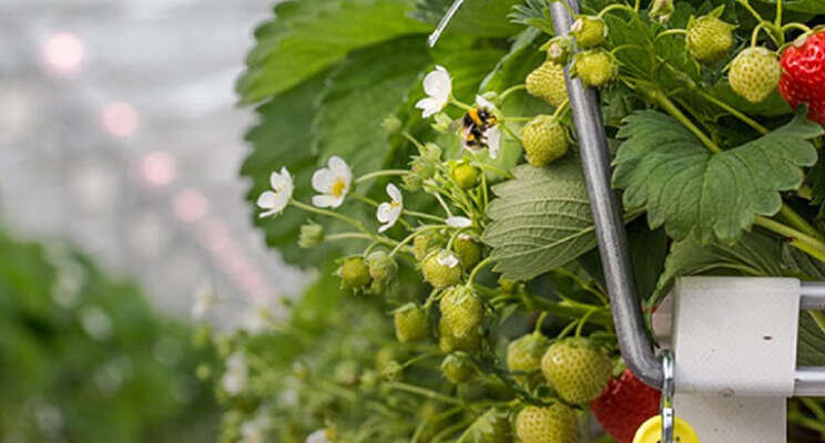 Efficiënte LED met verrood licht werkt in aardbeien Efficiënte LED met verrood licht werkt in aardbeien