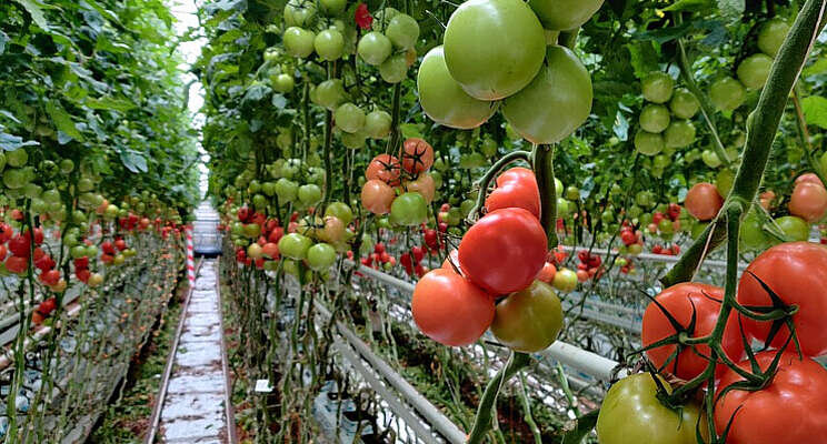 Teelttechnische verbeterpunten in tomatenteelt onder LED Teelttechnische verbeterpunten in tomatenteelt onder LED