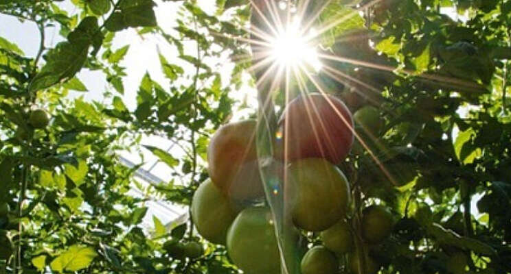 Instagram: We love tomatoes!