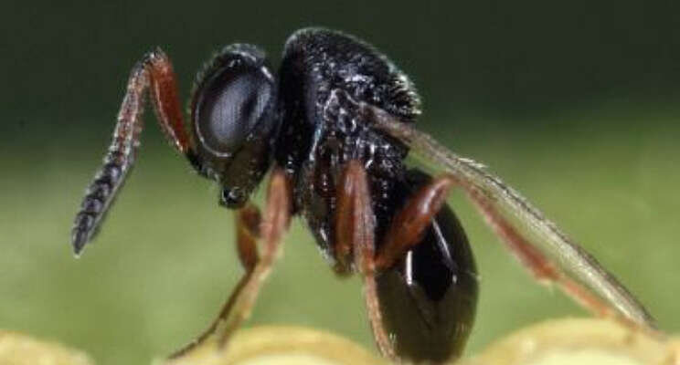 Benfried en Bioplanet introduceren Trissolcus Benfried en Bioplanet introduceren Trissolcus