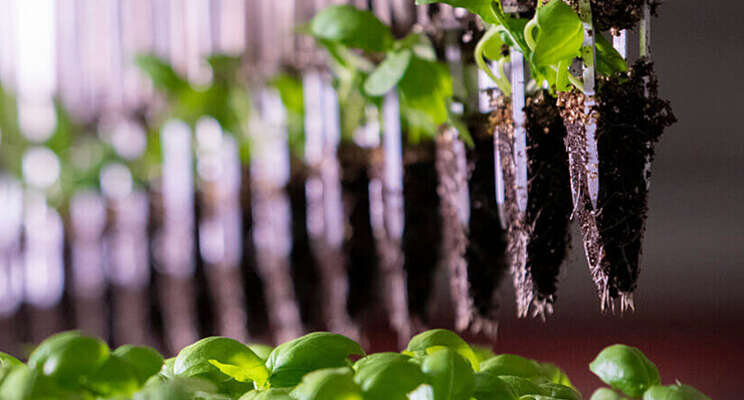 Future Crops hard op zoek naar extra kapitaal Future Crops hard op zoek naar extra kapitaal
