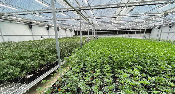 Bosman van Zaal bouwt hightech cannabiskwekerij Bosman van Zaal bouwt hightech cannabiskwekerij