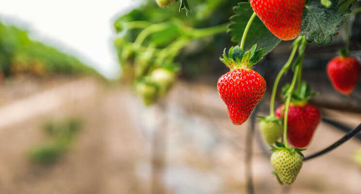 Cruciale bescherming voor aardbeienplanten Cruciale bescherming voor aardbeienplanten
