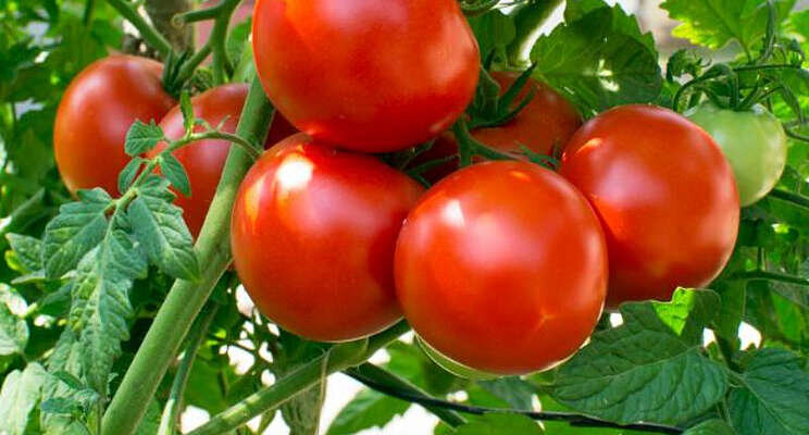 Tijdelijke vrijstelling Verimark voor tomaten Tijdelijke vrijstelling Verimark voor tomaten
