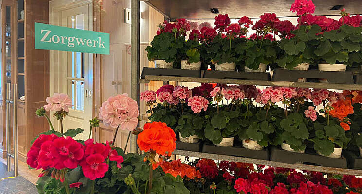 566 geraniums naar Zorgwerk 566 geraniums naar Zorgwerk