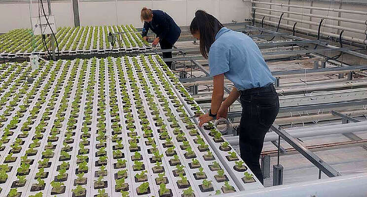 Autonomous Greenhouse Challenge: plantjes kas in Autonomous Greenhouse Challenge: plantjes kas in