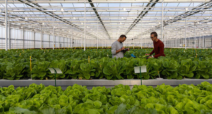 Rijk Zwaan organiseert Hydroponics Demo Rijk Zwaan organiseert Hydroponics Demo