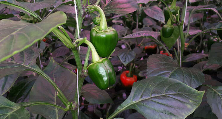 Update belichtingsproef paprika bij Delphy Update belichtingsproef paprika bij Delphy