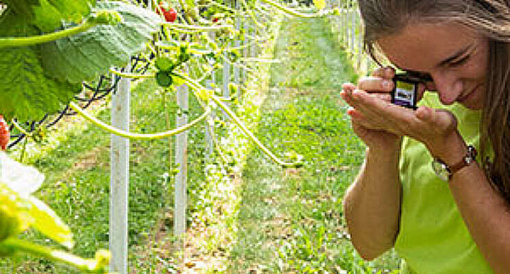 'Roofmijten ook nuttig in belichte aardbeienteelt' 'Roofmijten ook nuttig in belichte aardbeienteelt'
