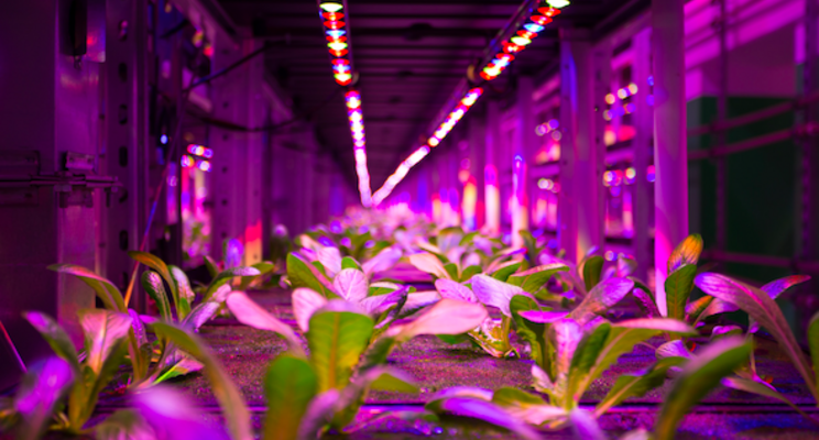 Vertical Farming Wednesday... Onder de grond Vertical Farming Wednesday... Onder de grond