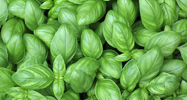 Vertical Farming Wednesday... basilicum uit Engeland Vertical Farming Wednesday... basilicum uit Engeland