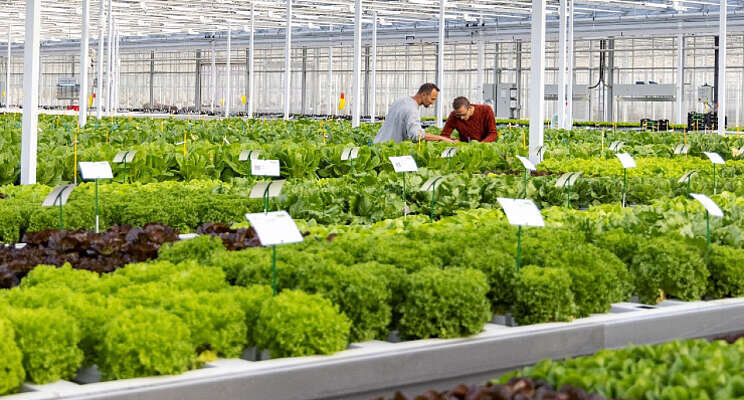 Rijk Zwaan boekt winst en blijft groeien Rijk Zwaan boekt winst en blijft groeien