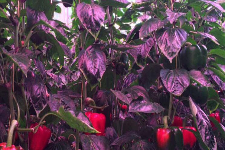 Productie belichte paprika's naar zomer op koers Productie belichte paprika's naar zomer op koers