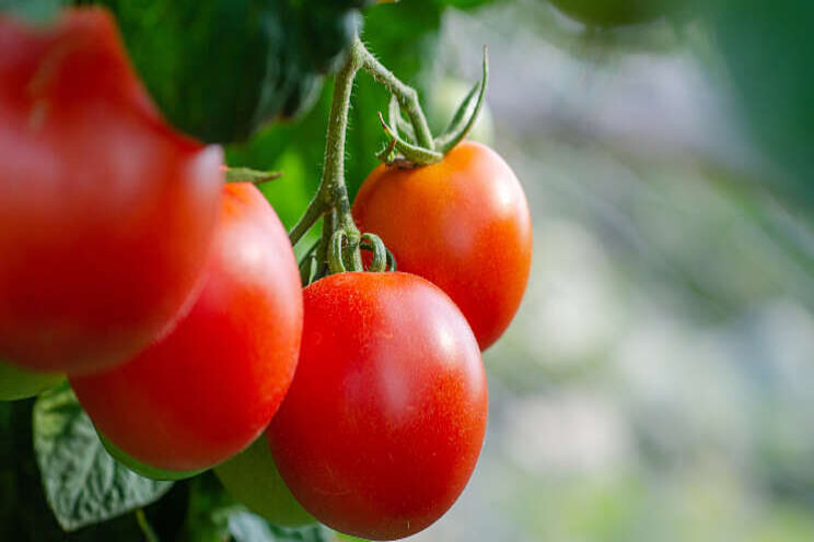 Resistentiegen tegen tomatenvirus ontdekt Resistentiegen tegen tomatenvirus ontdekt