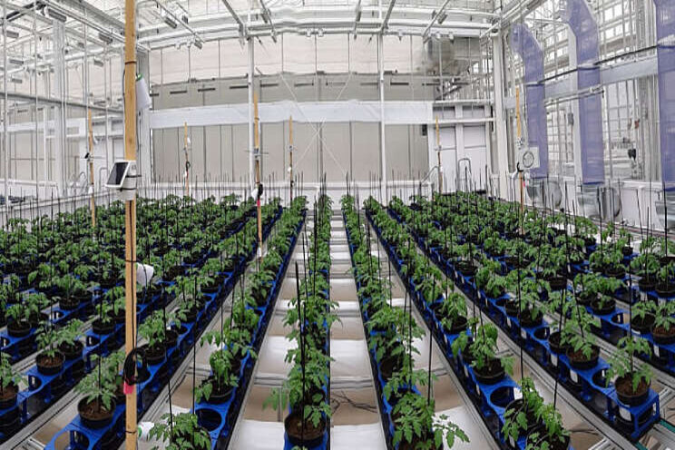 Tomaten met een hightech-dubbelganger Tomaten met een hightech-dubbelganger