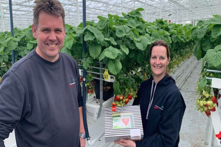 Eerste aardbeien uit nieuwe kas VOF de Goeije Kroon Eerste aardbeien uit nieuwe kas VOF de Goeije Kroon