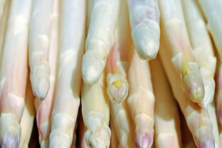 Robots oogsten asperges Robots oogsten asperges