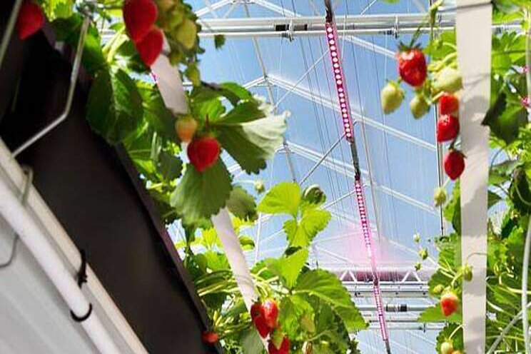 Aardbeiendag en ISFC verplaatst naar 2022 Aardbeiendag en ISFC verplaatst naar 2022