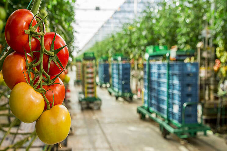 Advies groentetelers voor goede seizoensstart Advies groentetelers voor goede seizoensstart