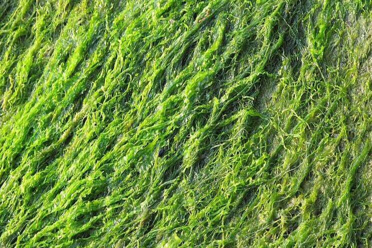 Zonnepark op zee ingezet voor teelt van zeewier Zonnepark op zee ingezet voor teelt van zeewier
