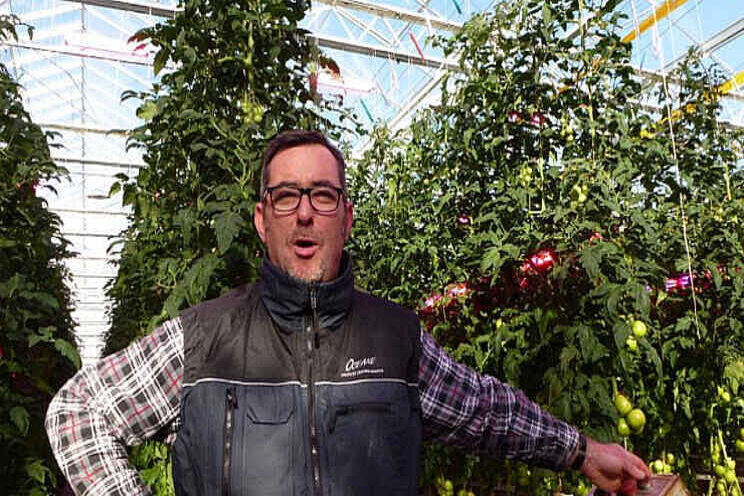 Jaarrond sappige, zoete tomaten met hybride LED Jaarrond sappige, zoete tomaten met hybride LED