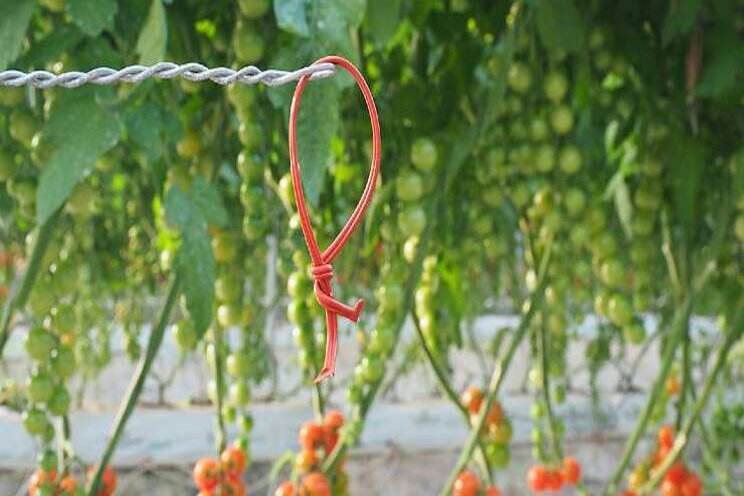 'Zo voorkom je Tuta in de belichte tomatenteelt' 'Zo voorkom je Tuta in de belichte tomatenteelt'