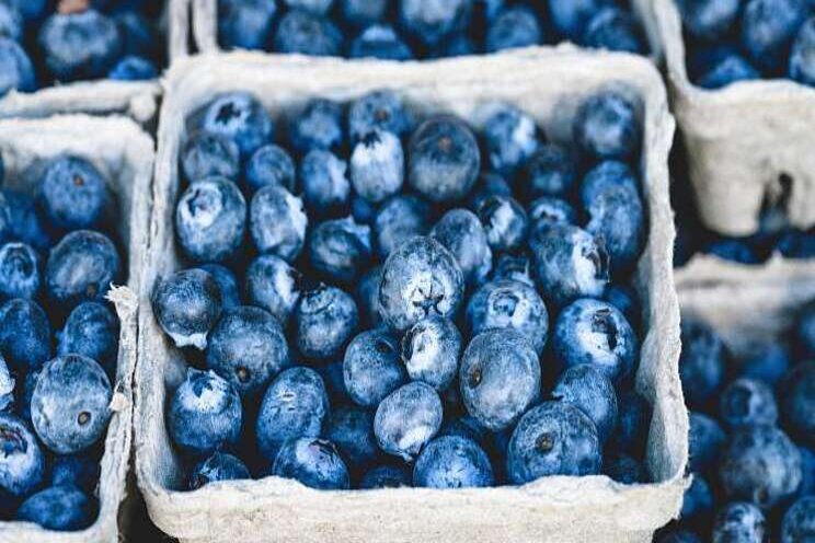 Export blauwe bes stijgt fors in eerste helft 2020 Export blauwe bes stijgt fors in eerste helft 2020