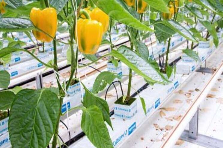 Cultilene lanceert nieuw blok voor paprikateelt Cultilene lanceert nieuw blok voor paprikateelt