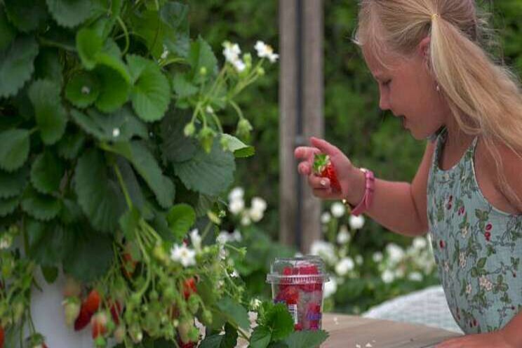De groei zit er goed in: aardbeiplanten uit zaad De groei zit er goed in: aardbeiplanten uit zaad