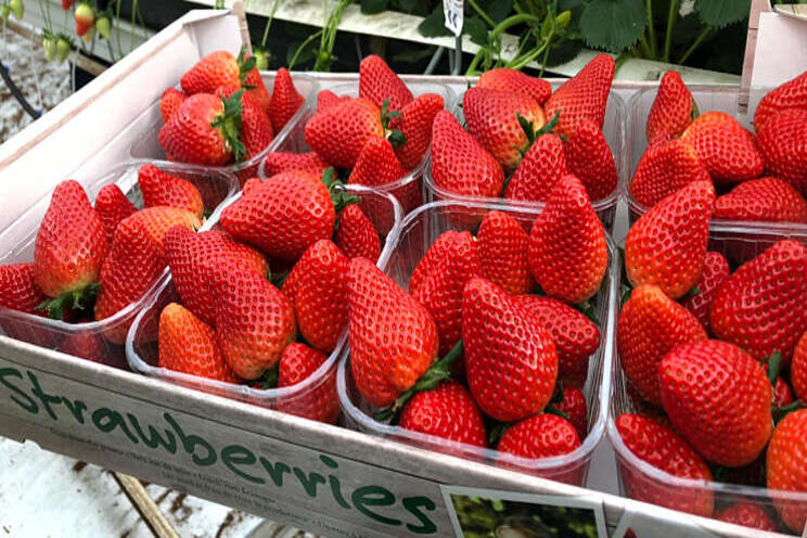 Eerste Inspire aardbeien deze week beschikbaar Eerste Inspire aardbeien deze week beschikbaar