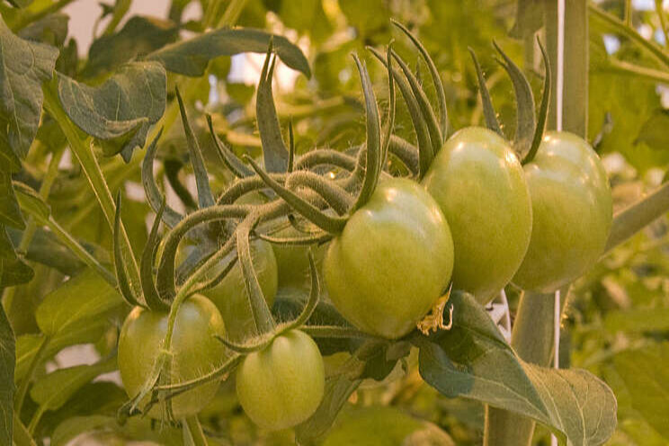 Geen ToBRFV na gebruik van tomatenzaad uit Peru Geen ToBRFV na gebruik van tomatenzaad uit Peru