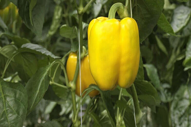 Sygenta positief over nieuwe gele paprika